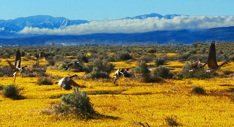 Investimentos de Warren Buffett nas Energias Renováveis